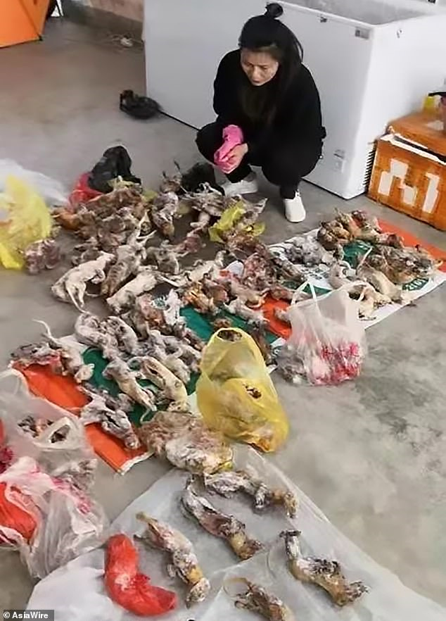 Phát hiện ổ động vật hoang dã hàng trăm con tại Trung Quốc giữa mùa dịch corona - 1