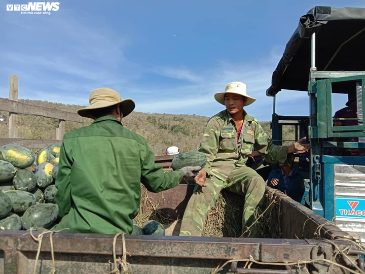 Dịch corona: Nông dân Bình Định 'mướt mồ hôi' bán tháo dưa hấu bị ứ đọng - 1