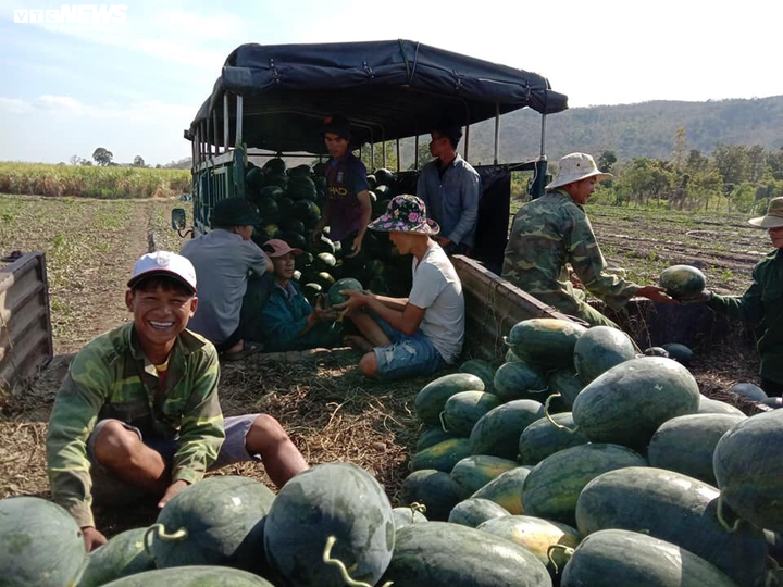 Dịch corona: Nông dân Bình Định 'mướt mồ hôi' bán tháo dưa hấu bị ứ đọng - 2