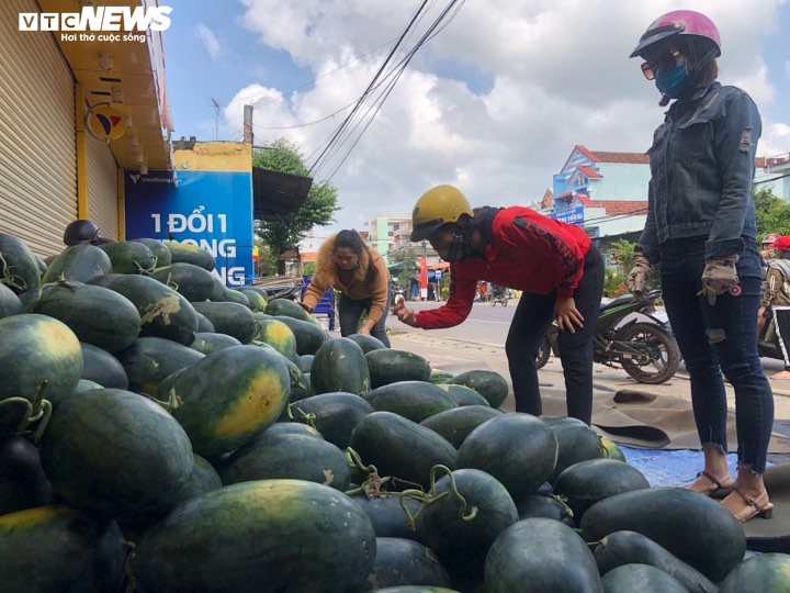 Dịch corona: Nông dân Bình Định 'mướt mồ hôi' bán tháo dưa hấu bị ứ đọng - 4
