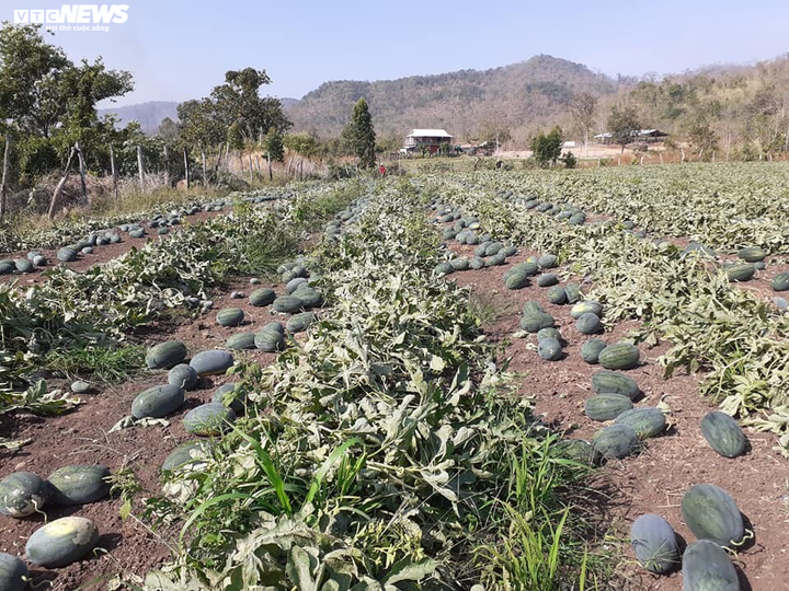 Dịch corona: Nông dân Bình Định 'mướt mồ hôi' bán tháo dưa hấu bị ứ đọng - 3