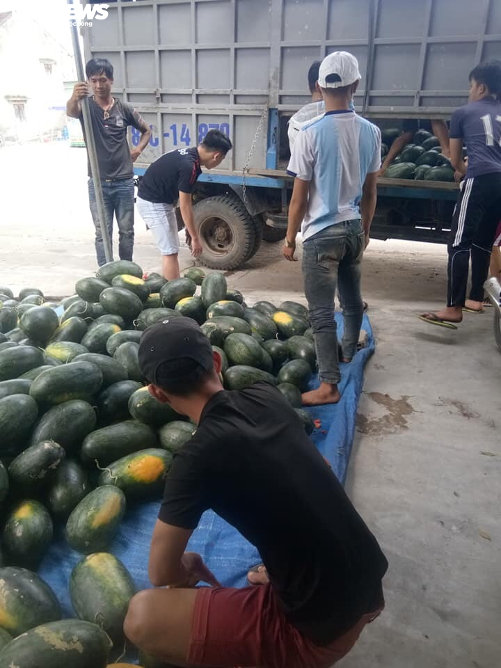 Dịch corona: Nông dân Bình Định 'mướt mồ hôi' bán tháo dưa hấu bị ứ đọng - 6