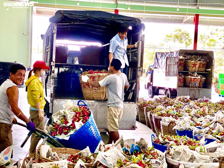 Dịch corona: Thanh long rụng đầy vườn, nông dân ngậm ngùi đổ cho cá ăn - 11