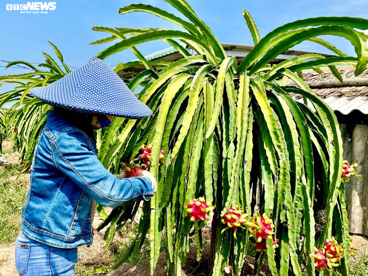 Dịch corona: Thanh long rụng đầy vườn, nông dân ngậm ngùi đổ cho cá ăn - 5