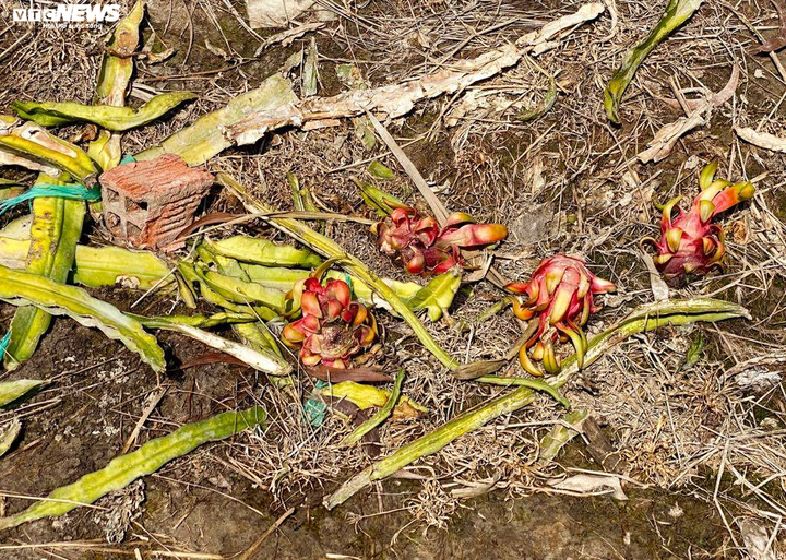 Dịch corona: Thanh long rụng đầy vườn, nông dân ngậm ngùi đổ cho cá ăn - 7