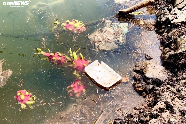 Dịch corona: Thanh long rụng đầy vườn, nông dân ngậm ngùi đổ cho cá ăn - 8