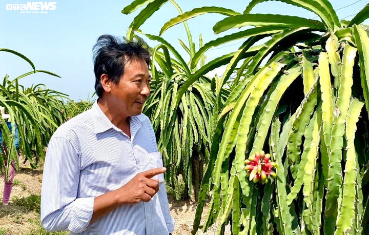 Dịch corona: Thanh long rụng đầy vườn, nông dân ngậm ngùi đổ cho cá ăn - 10