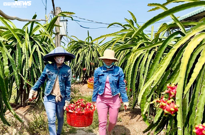 Dịch corona: Thanh long rụng đầy vườn, nông dân ngậm ngùi đổ cho cá ăn - 4