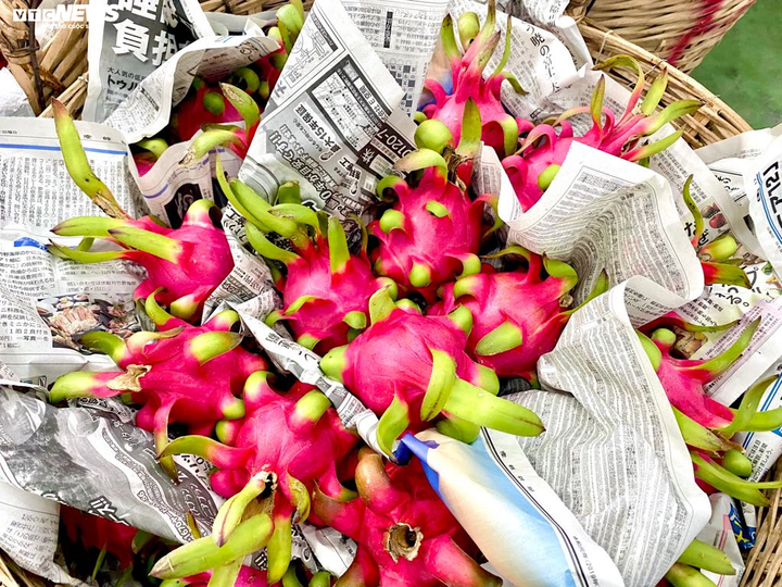 Dịch corona: Thanh long rụng đầy vườn, nông dân ngậm ngùi đổ cho cá ăn - 3