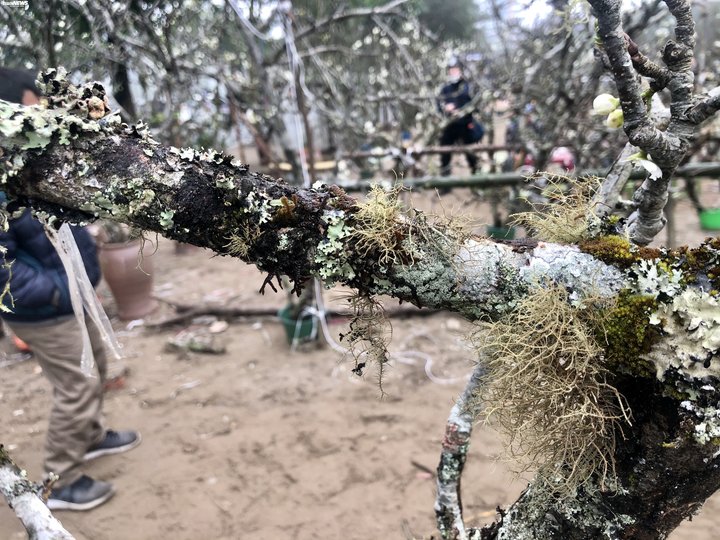 Hàng trăm cành lê rừng tiền triệu bán trên đường, gợi lại không khí Tết Hà Nội - 6