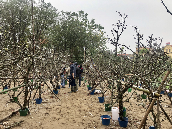 Hàng trăm cành lê rừng tiền triệu bán trên đường, gợi lại không khí Tết Hà Nội - 10