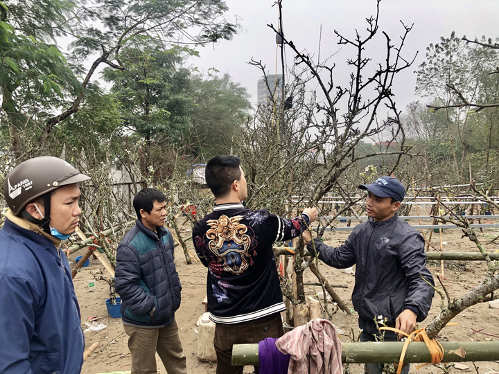 Hàng trăm cành lê rừng tiền triệu bán trên đường, gợi lại không khí Tết Hà Nội - 5