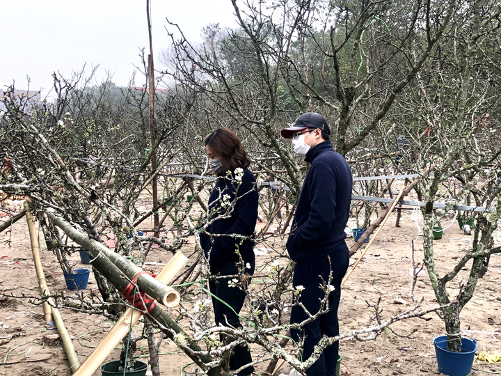 Hàng trăm cành lê rừng tiền triệu bán trên đường, gợi lại không khí Tết Hà Nội - 4