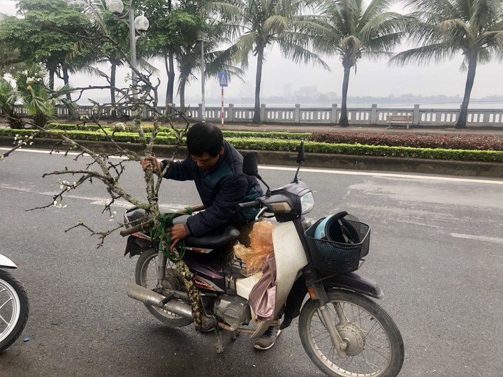 Hàng trăm cành lê rừng tiền triệu bán trên đường, gợi lại không khí Tết Hà Nội - 8