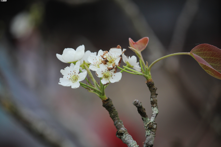 Hàng trăm cành lê rừng tiền triệu bán trên đường, gợi lại không khí Tết Hà Nội - 9