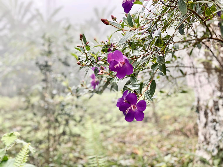 Meliá Ba Vi Mountain Retreat: Điểm đến hấp dẫn năm 2020 - 2