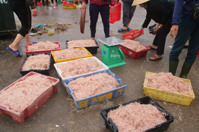 Được mùa ruốc biển đầu năm, ngư dân Hà Tĩnh kiếm tiền triệu mỗi ngày - 6