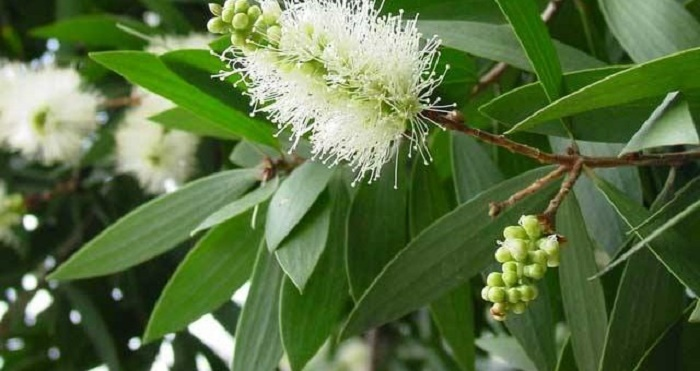 Làng tinh dầu tràm ở Huế cháy hàng vì tin đồn có thể phòng virus - 2