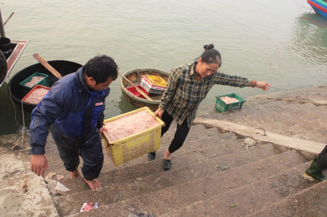 Được mùa ruốc biển đầu năm, ngư dân Hà Tĩnh kiếm tiền triệu mỗi ngày - 4