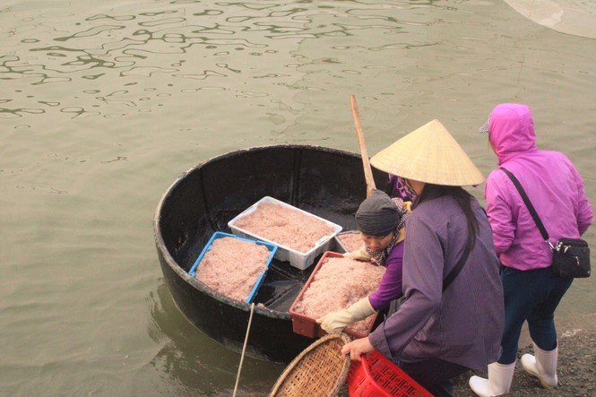 Được mùa ruốc biển đầu năm, ngư dân Hà Tĩnh kiếm tiền triệu mỗi ngày - 5