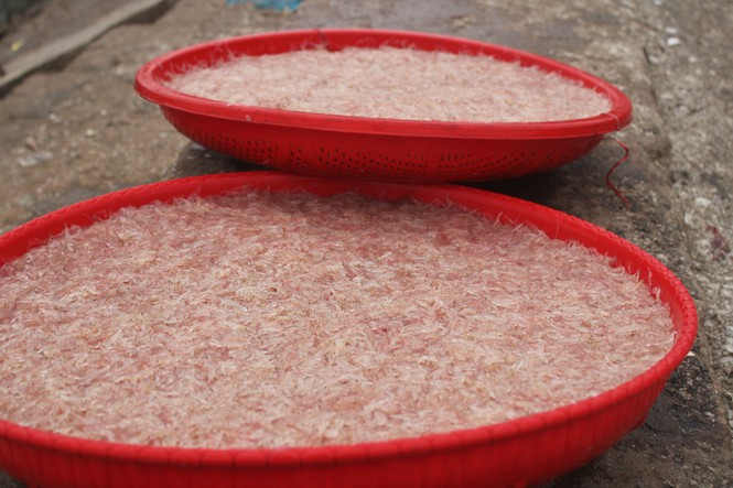 Được mùa ruốc biển đầu năm, ngư dân Hà Tĩnh kiếm tiền triệu mỗi ngày - 7