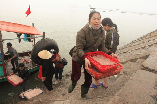 Được mùa ruốc biển đầu năm, ngư dân Hà Tĩnh kiếm tiền triệu mỗi ngày - 1