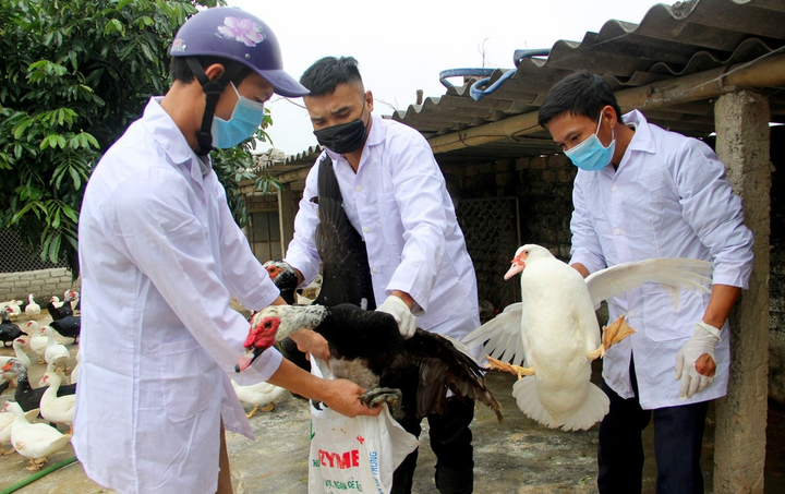 Hà Nội xuất hiện ổ dịch cúm A/H5N6 trên đàn gia cầm - 1