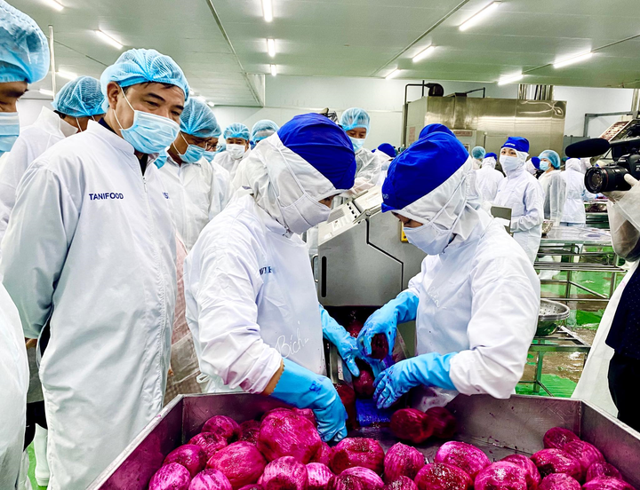 Bộ trưởng Nông nghiệp: 'Doanh nghiệp mua thanh long giá 12.000 đồng/kg là quá biết ơn' - 2