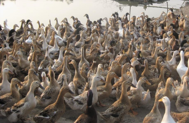 Nghệ An xuất hiện 3 ổ dịch cúm gia cầm H5N6 - 1