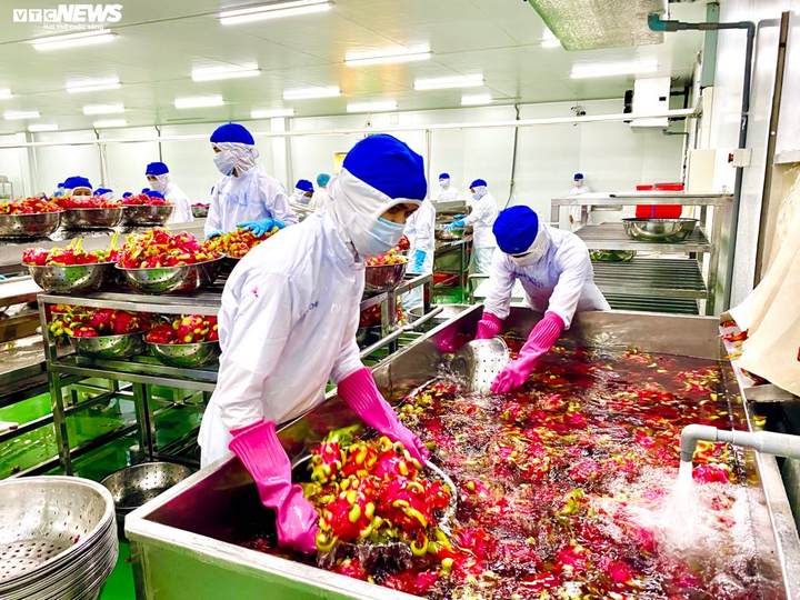 Nhiều doanh nghiệp 'đói' hàng, nông sản được 'đẩy' đi bằng đường biển - 3