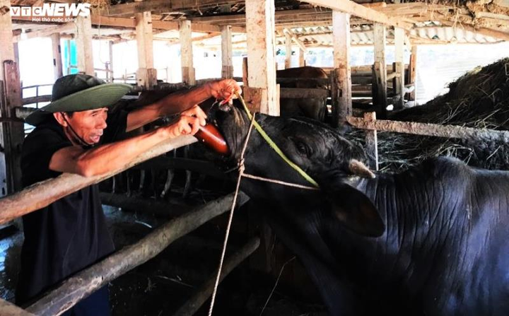 Ngăn dịch lở mồm long móng, Quảng Ngãi phun 7.000 lít hóa chất khử trùng - 1