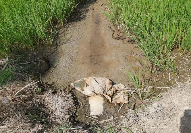 Hạn, mặn khốc liệt ở ĐBSCL: Ruộng nứt toác, kênh trơ đáy - 12