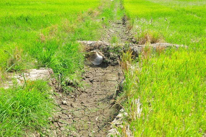 Hạn, mặn khốc liệt ở ĐBSCL: Ruộng nứt toác, kênh trơ đáy - 2