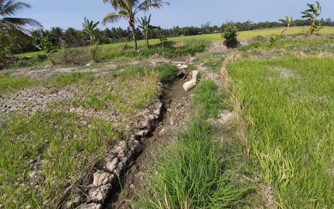 Hạn, mặn khốc liệt ở ĐBSCL: Ruộng nứt toác, kênh trơ đáy - 5