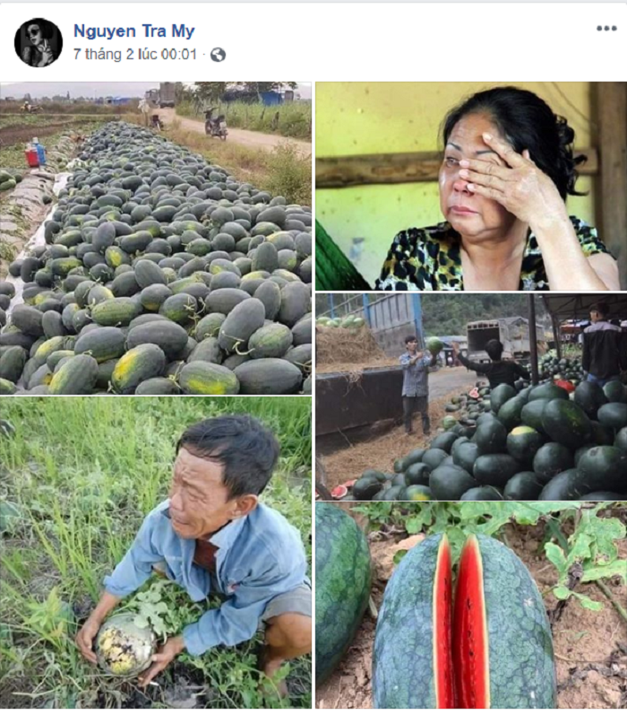 Nông sản ùn ứ vì dịch corona, Tăng Thanh Hà, Á hậu Kim Duyên và sao Việt chung tay 'giải cứu' - 3