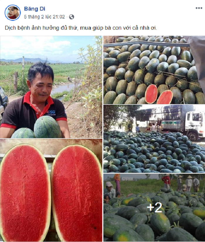 Nông sản ùn ứ vì dịch corona, Tăng Thanh Hà, Á hậu Kim Duyên và sao Việt chung tay 'giải cứu' - 5