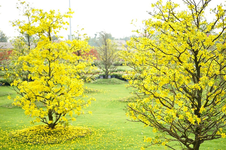 Những kỷ lục gây 'choáng' trong Lễ hội hoa Xuân lớn nhất Việt Nam - 1