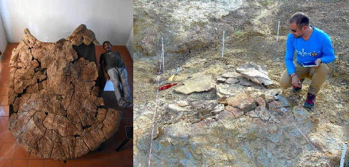 Phát hiện hoá thạch rùa tiền sử to nhất thế giới ở Colombia - 1