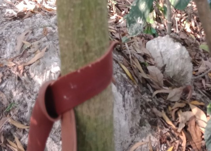 Phát hiện thi thể nam đang phân hủy trong rừng cao su ở Bình Dương - 2