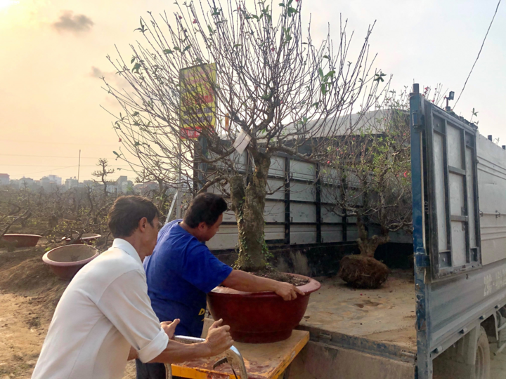 Dân Nhật Tân tất bật trồng lại đào sau Tết, mong chờ vụ bội thu - 1