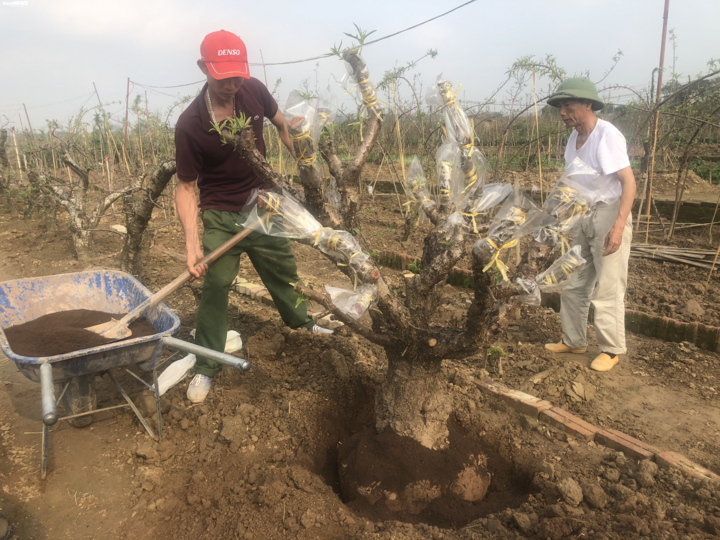 Dân Nhật Tân tất bật trồng lại đào sau Tết, mong chờ vụ bội thu - 6