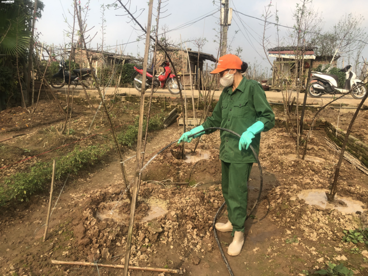 Dân Nhật Tân tất bật trồng lại đào sau Tết, mong chờ vụ bội thu - 5
