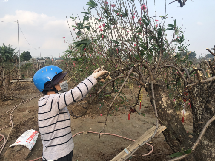 Dân Nhật Tân tất bật trồng lại đào sau Tết, mong chờ vụ bội thu - 2