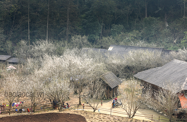 'Thiên đường' Tả Van Chư mùa hoa mận trắng - 1