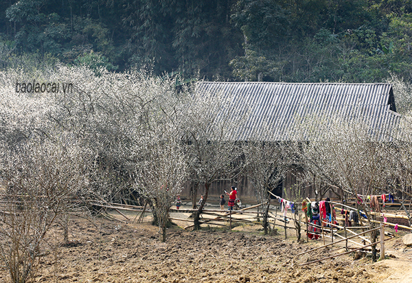 'Thiên đường' Tả Van Chư mùa hoa mận trắng - 2
