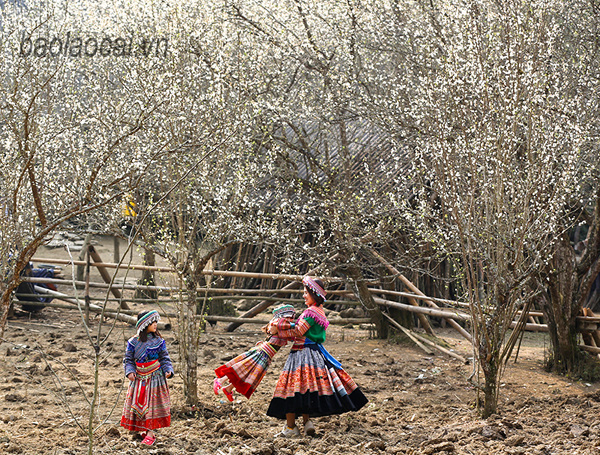 'Thiên đường' Tả Van Chư mùa hoa mận trắng - 3