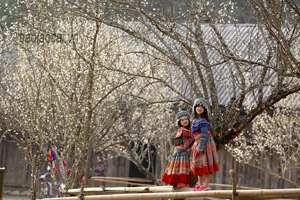 'Thiên đường' Tả Van Chư mùa hoa mận trắng - 4