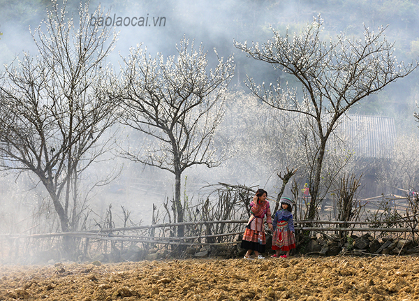 'Thiên đường' Tả Van Chư mùa hoa mận trắng - 5