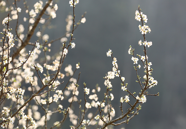 'Thiên đường' Tả Van Chư mùa hoa mận trắng - 6