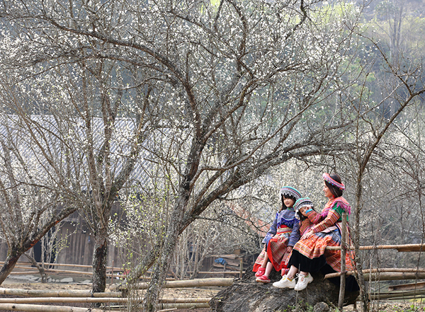 'Thiên đường' Tả Van Chư mùa hoa mận trắng - 7